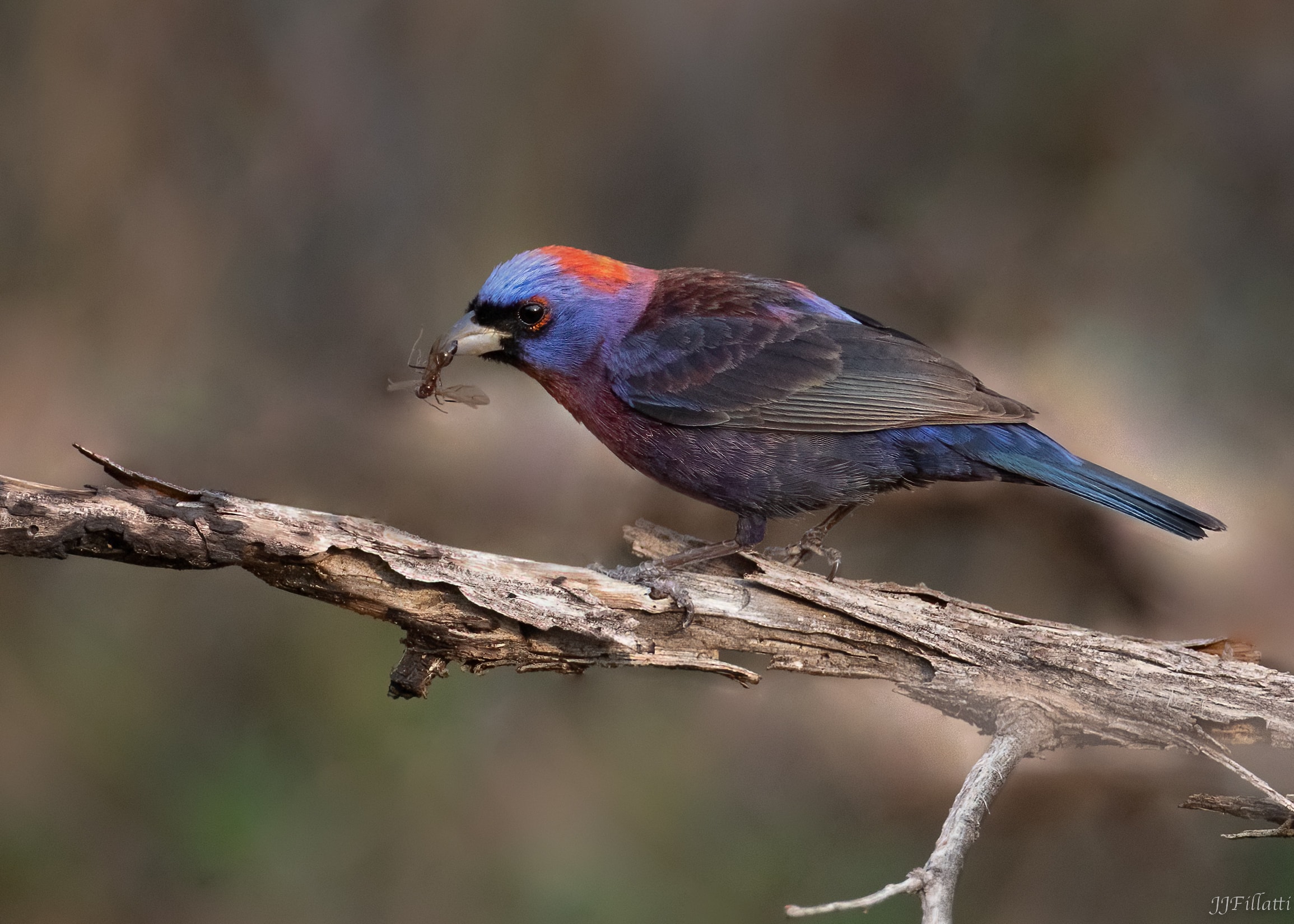 bird of arizona image 21